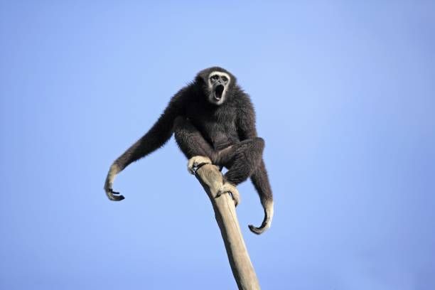 Un Gibbon