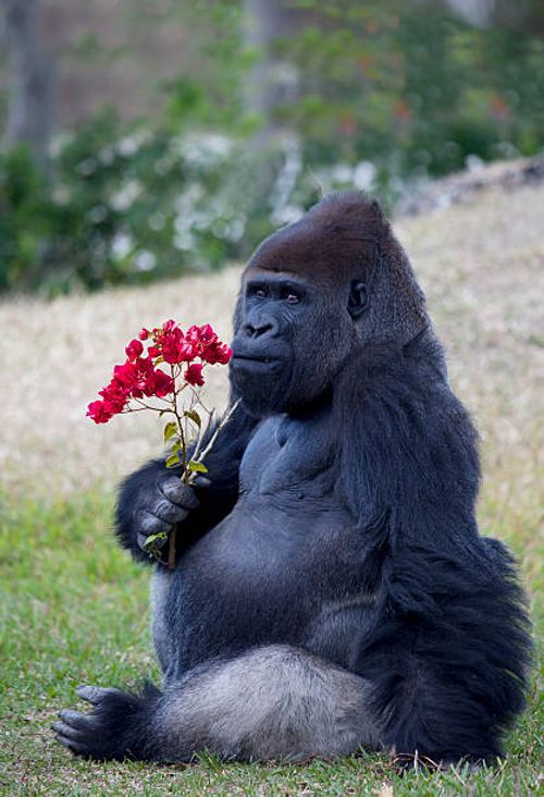 Un Gorilă