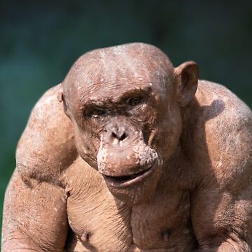 Iambo, Cimpanzeu fără blană